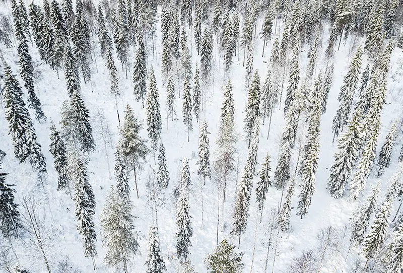 Aerial photo of the forest next to Haistila in Ranua Lapland