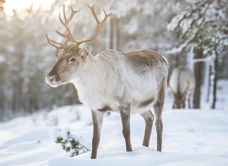 Reindeer in beautiful winter scenery in Ranua Lapland