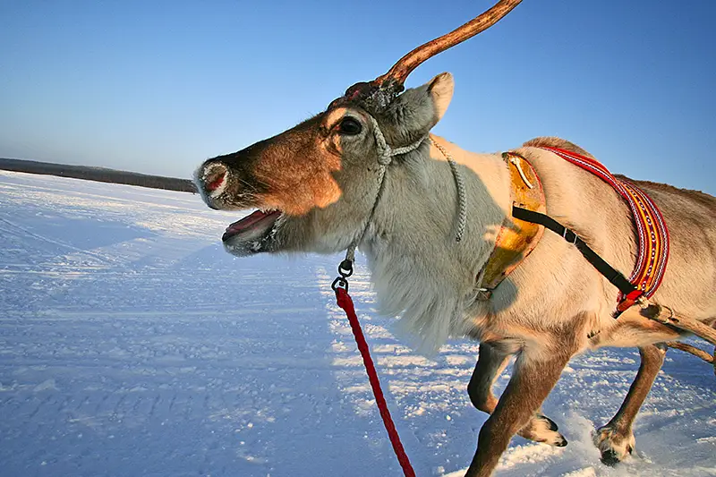 Reindeer in Lapland -Hanhentasku 4 Ylläs