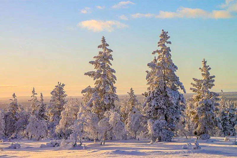 Lumisia puita Saariselällä