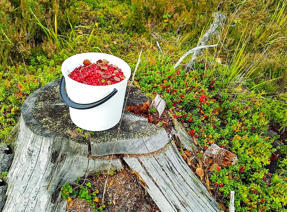 Bucket full of berries