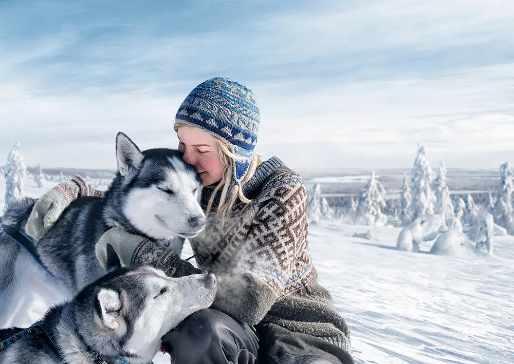 Husky - Kuva: Antti Viitala / Visit Finland